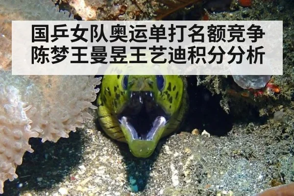国乒女队奥运单打名额竞争陈梦王曼昱王艺迪积分分析